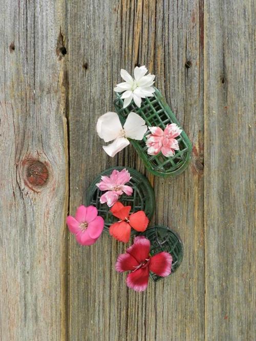 STAR AND SOLO MIO ASSORTED DIANTHUS COMBO BOX